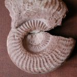 Martanites-prorsiradiatus
