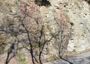 calcari diasprigni