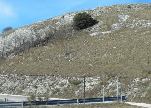 marne a fucoidi