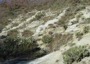 scaglia cinerea